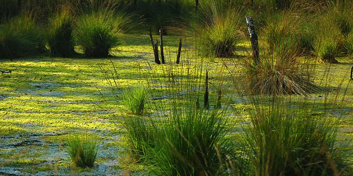 In The Battle Against Global Warming, The Power of Ponds