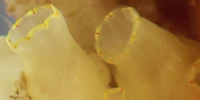 Sea Squirt Enzyme may Combat Bacterial Sepsis in Mammals