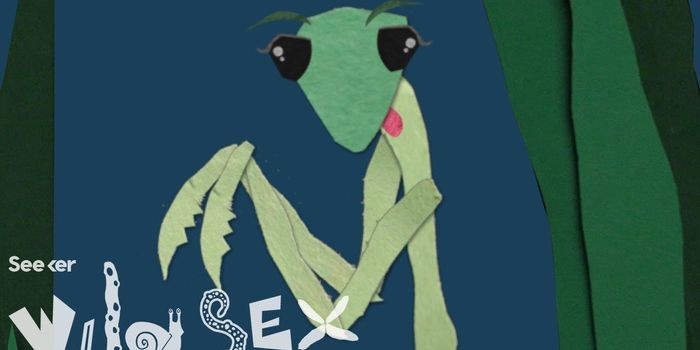 Why Female Praying Mantises Devour the Male During Copulation