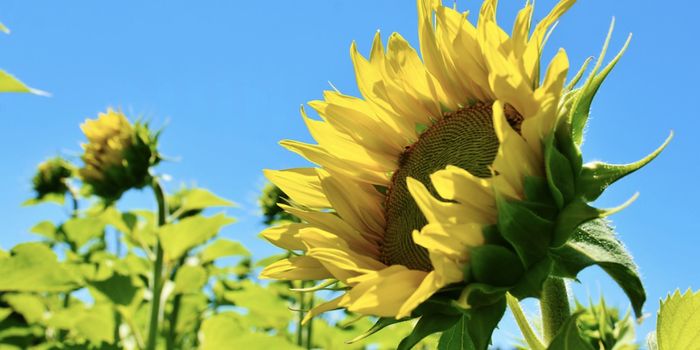 How Sunflowers Can See the Sun