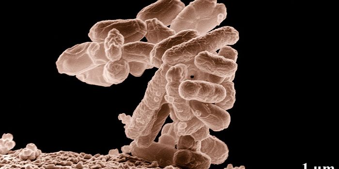 Bacteria Offers Solution to Inflammation