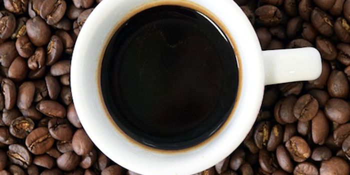 Coffee Impacts the Endocannabinoid System