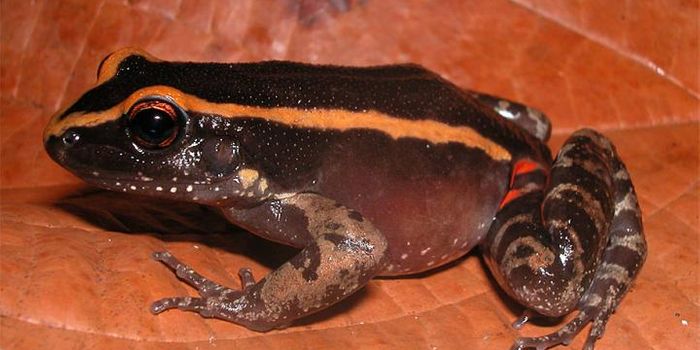This Amazonian Frog Protects Itself From Leaf-Cutter Ants in a Peculiar Way