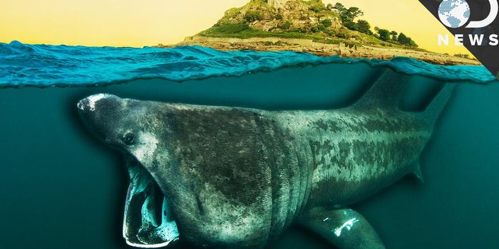Can Science Determine What Sharks Looked Like 450 Million Years Ago?