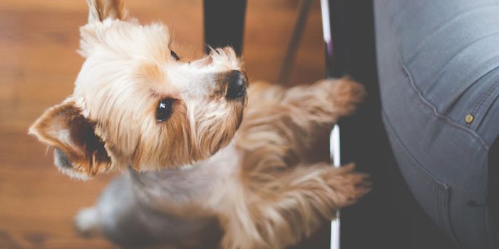 Safe to Cuddle With Pets When Home Sick With Cold or Flu