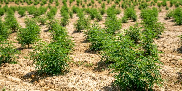 Study Suggests that Hemp Biochar Can Counter PFAS Found in Soil​