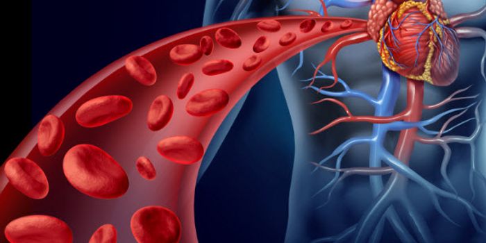 Protecting Cardiac Cells from Heart Attack Damage
