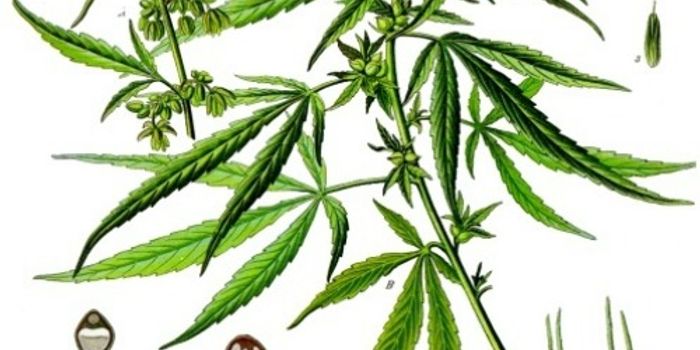 CBD vs THC: Advantages and Disadvantages of Each