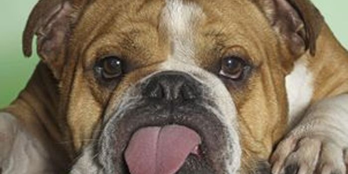 Is That Your Dog? It