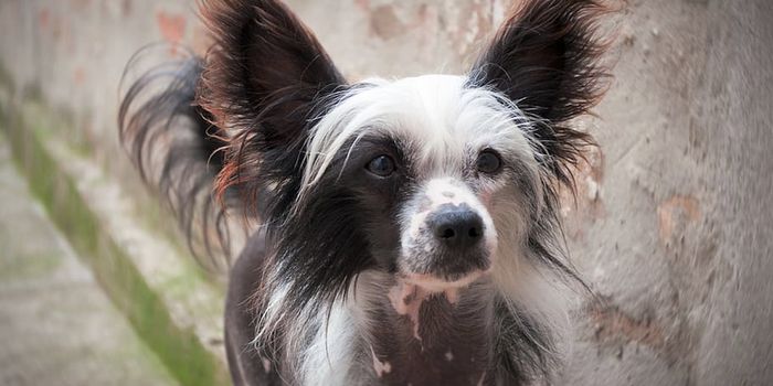 Active Dogs Are Less Fearful But Breed is Also a Major Factor