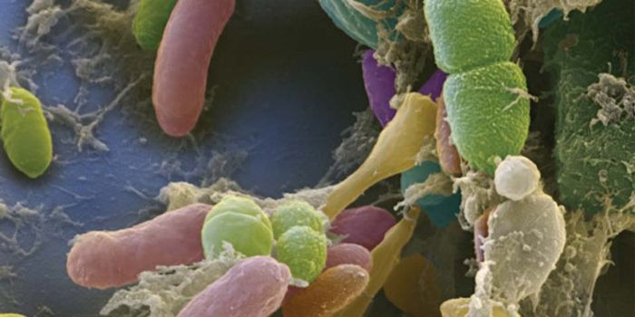 Welcome to Your Own Personal Ecosystem