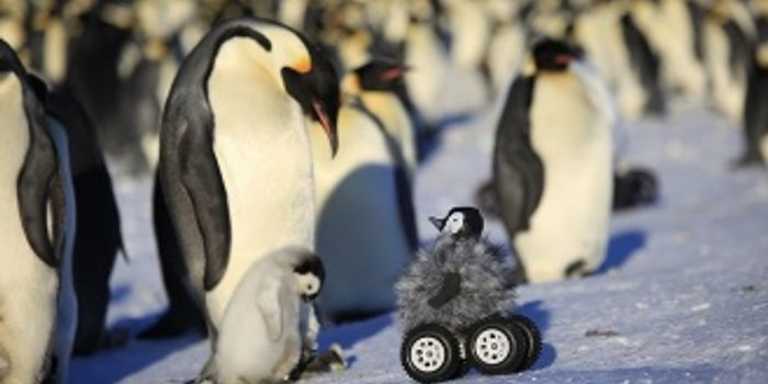 Peeking Penguin Prop Gets Up Close And Personal