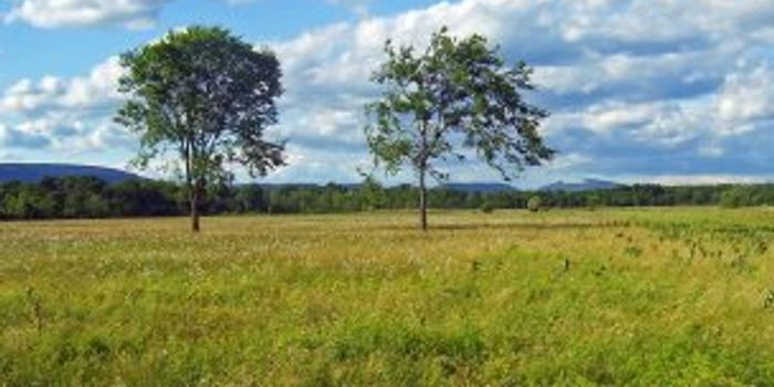 Saving Grassland Diversity Through Grazing 