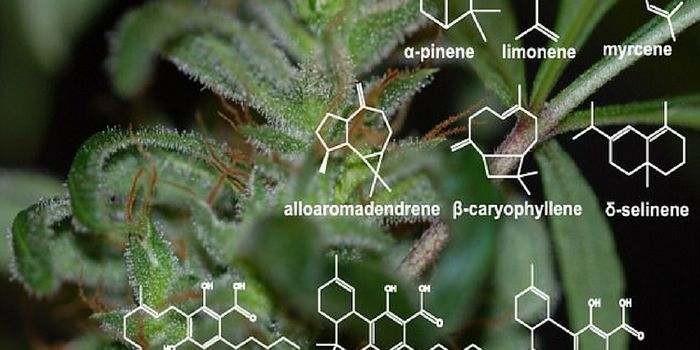 Terpenoid Chemoprofiles for Cannabis Taxonomic Database