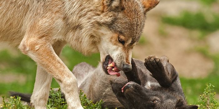 Climate change is disrupting species interactions