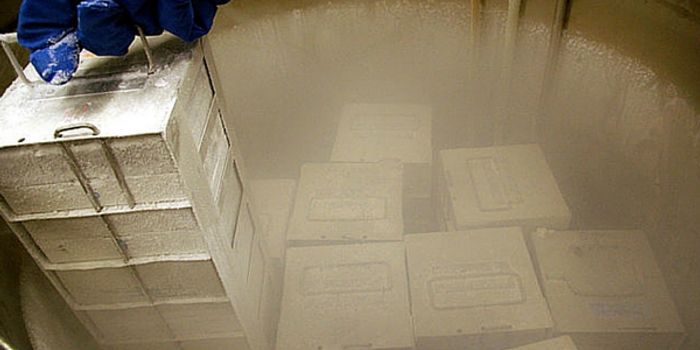 A Frozen Bunny Brain Takes The Prize