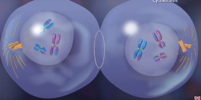 Rewrite the Books: Retinoic Acid Does Not Trigger Meiosis