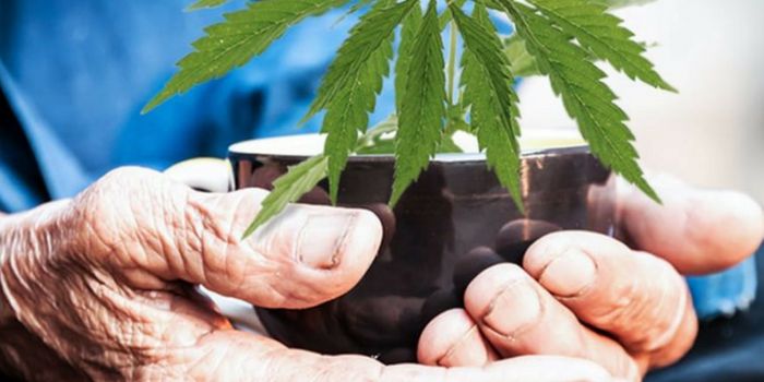 Cannabinoids Could Inhibit Tau Hyper-Phosphorylation in Early Alzheimer's Disease