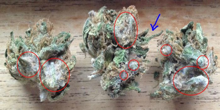 Bud Rot: When Marijuana Gets Moldy