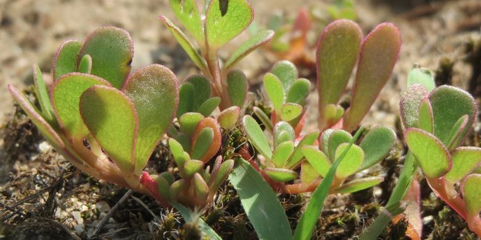 This Weed is a Super Plant, Providing Insight Into Drought Tolerance