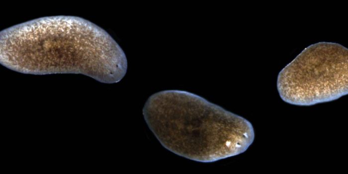 The Microbiome has an Impact on Tissue Repair