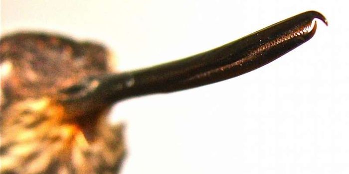 Some Hummingbirds Are Built for Fighting Instead of Feeding