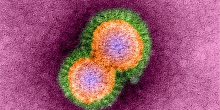 Avian Influenza Virus Evolution Occurs in Mammals