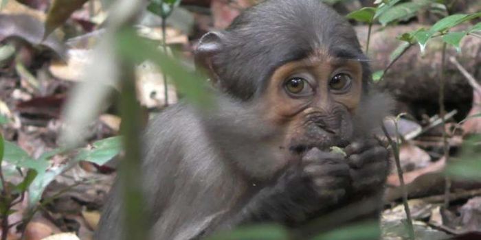These Sneaky Monkeys Scavenge Nuts That Are Pre-Cracked by Predators
