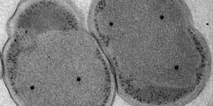 Some Microbes Can Live on Nitric Oxide