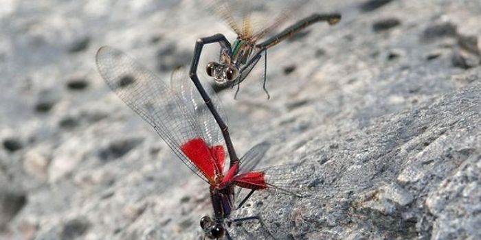 What's Behind Animals Brawling Those of Different Species?