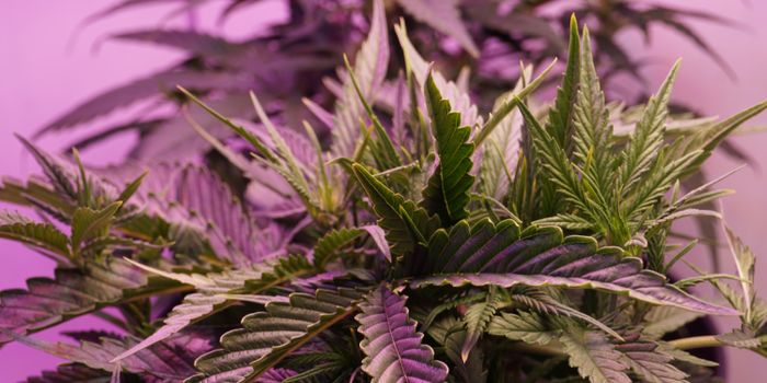 Cannabis Use Linked to Increased Sexual Satisfaction