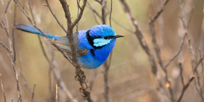 These Birds Recognize Individuals Belonging to a Different Species