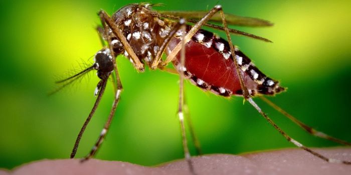Sterilizing Mosquitos with CRISPR to Control Disease