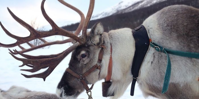 Here's How Reindeer Stay Warm in Freezing Temperatures