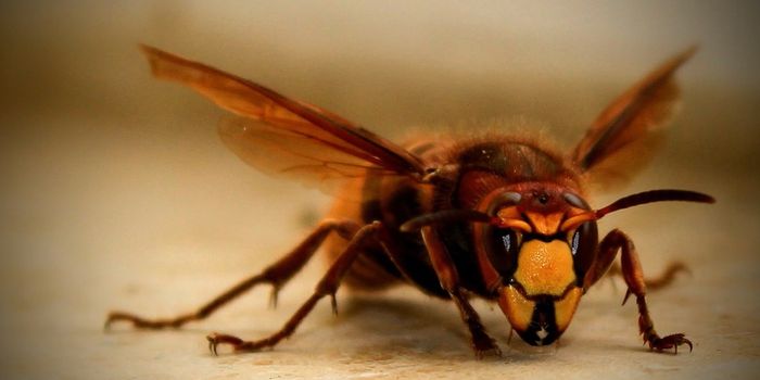 As the Seasons Change, Hornet Colonies Make Tough Decisions