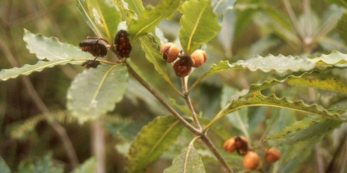 Invasive Tree Species Threatens Jamaican Global Biodiversity Hotspot