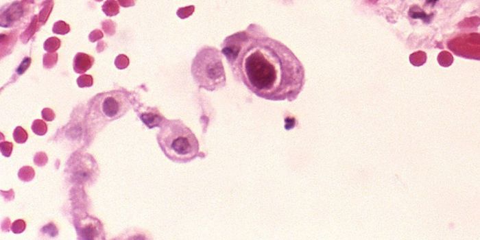 Here's a Virus that Boosts the Immune System