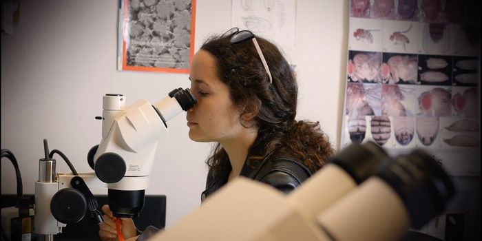 Redundancies in a Protein Network Keep Development on Track