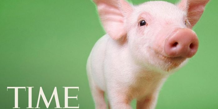 Engineering a Low-fat Pig