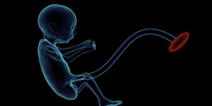 Umbilical Cord Blood Improves Memory in Older Mice