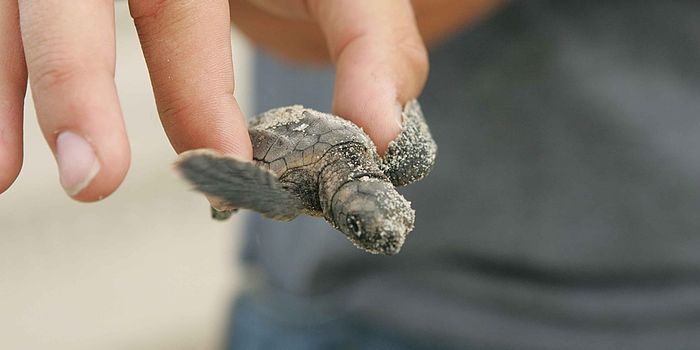Say goodbye to male turtles