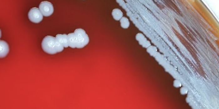 How A Virus Impacts a Bacterium that Infects People