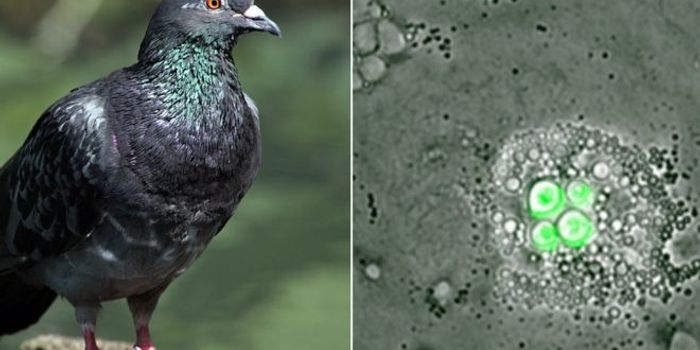 White Blood Cell Found in Birds Can Eradicate Infections