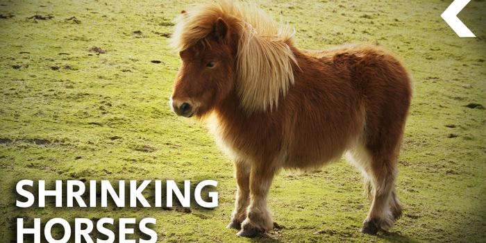 Does Climate Change Cause Animals to Shrink?