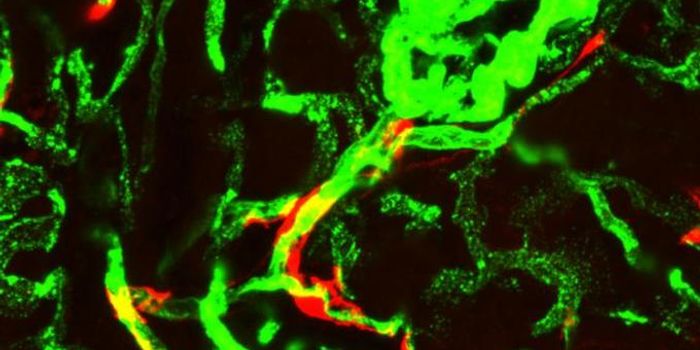 Stem Cell Suffocation