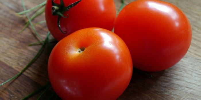 Whole Tomato Extracts Halt Stomach Cancer Cells