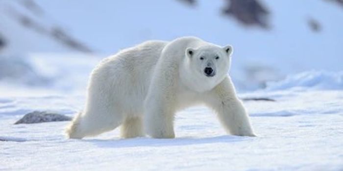 A Greenland subpopulation of polar bears could shed light on the species' future as the Arctic continues to warm