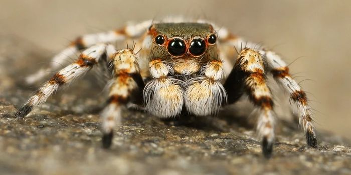 The Captivating Mating Process of a Jumping Spider