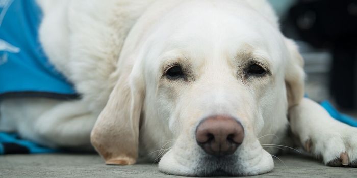 Diseases We Share with Our Canine Companions: Autoimmune Encephalitis in Dogs