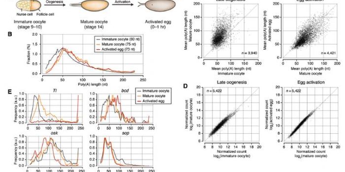 New Sequencing Tool Enables Accurate Study of Gene Regulation
